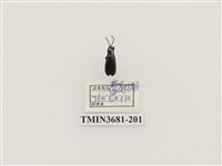 藏品(長筒鐵甲蟲)的圖片